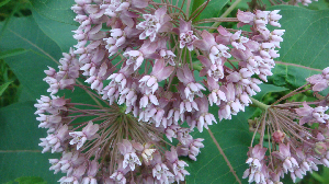 MILKWEED